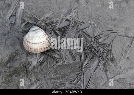 Scarafaggio comune, scarafaggio comune europeo, scarafaggio commestibile (edule di cardo, edule di Cerastoderma), sdraiato su fanghi congelati, vista dall'alto, Paesi Bassi, Frisia, Waddensea, Wierum Foto Stock