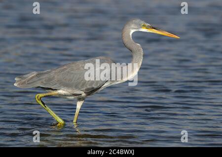 egret occidentale della barriera corallina (Egretta gularis), che si stalca attraverso acque poco profonde, vista laterale, Oman, Quriyat Foto Stock