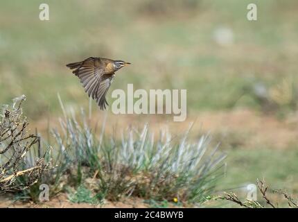 Tordo (Turdus obscure), femmina in volo su steppa verde pallido, Mongolia, Ugii Nuur Foto Stock