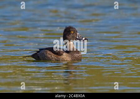 Anatra con collo ad anello (Aythya collaris), nuoto giovane femmina, vista laterale, Portogallo, Azzorre, Terceira Foto Stock