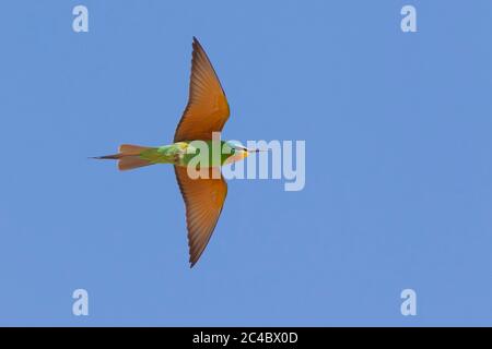 Ape-Eater (Merops persicus), in volo nel cielo blu, vista dal basso, Kazakistan, Atyrau Foto Stock