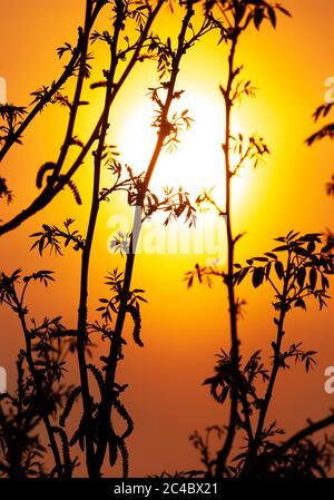 Tramonto con foglie davanti al sole, Paesi Bassi, Almere Foto Stock