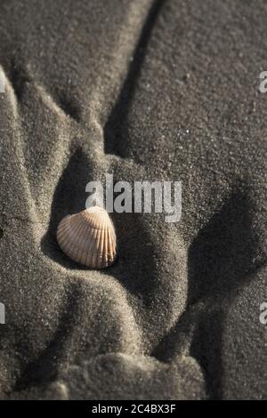 Scarafaggio comune, scarafaggio comune europeo, scarafaggio commestibile (Cardium edule, Cerastoderma edule), sulla spiaggia, Paesi Bassi, Texel Foto Stock