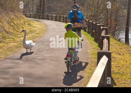 Mute cigno (Cygnus olor), cigno e ciclisti su un percorso lungo il lago di stoccaggio Listertalsperre, Germania, Nord Reno-Westfalia, Sauerland, Drolshagen Foto Stock