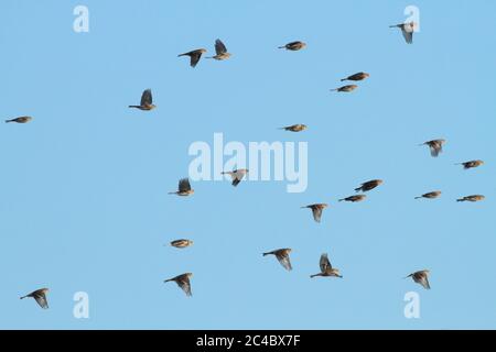 Twite (Carduelis flavirostris, Acanthis flavirostris, Fringilla flavirostris), si accollare in volo nel cielo, Paesi Bassi Foto Stock