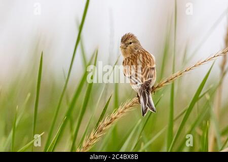 Twite orientale (Carduelis flavirostris korejevi, Acanthis flavirostris korejevi, Fringilla flavirostris korejevi, Linaria flavirostris korejevi), perchin su un orecchio, vista posteriore, Kazakistan Foto Stock