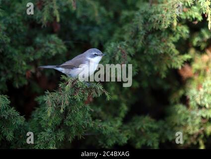 Gola bianca minore (Sylvia curruca), Adulti in un bush di ginepro, Finlandia, Skaftung, Kristiinankaupunki Foto Stock