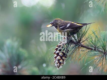 crossbill alato bianco (Loxia leucoptera), femmina che mangia semi di un cono di pino macedone, Finlandia, Nekala, Tampere Foto Stock