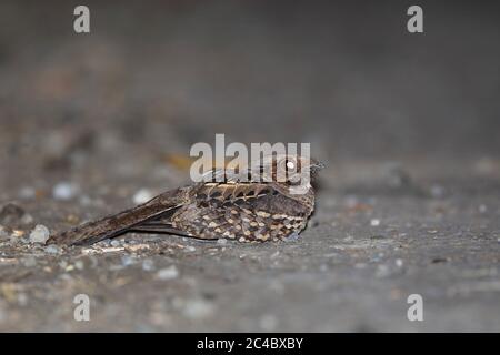 Pauraque comune (Nyctidromus albicollis), che perching sul terreno, vista laterale, Costa Rica, Nosara Foto Stock