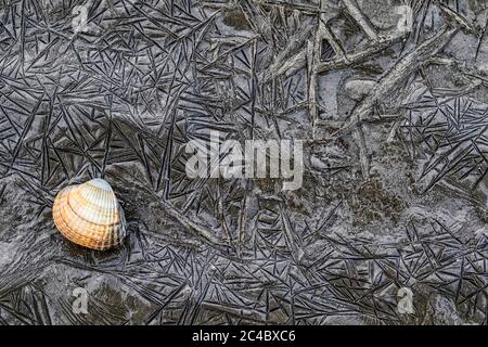 Scarafaggio comune, scarafaggio comune europeo, scarafaggio commestibile (edule di cardo, edule di Cerastoderma), sdraiato su fanghi congelati, vista dall'alto, Paesi Bassi, Frisia, Waddensea, Wierum Foto Stock