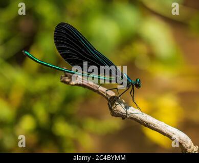 Una damselfly, Zygoptera, seduto su un ramo durante la primavera con uno sfondo verde lussureggiante allo Speedwell Forge Park, Lancaster County, Pennsylvania Foto Stock