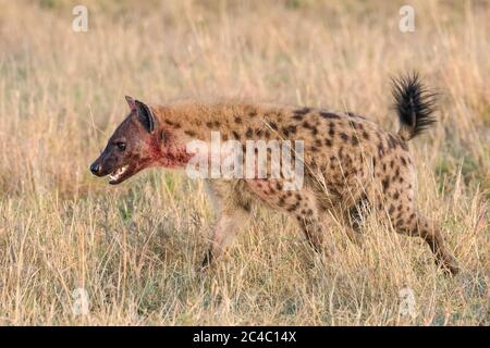 Avvistato iena, o ridendo iena, Crocuta croccuta, con sangue dopo pasto, Maasai Mara National Reserve, fiume Mara, Maasai Mara, o Masai Mara, Narok Foto Stock