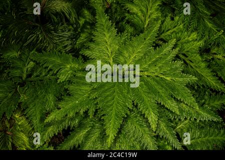 Umbrosa Spikemoss (Selaginella umbrosa) Foto Stock