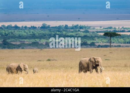 Elefante africano, Loxodonta africana, con vitello, Masai Mara, Kenya, Africa Foto Stock