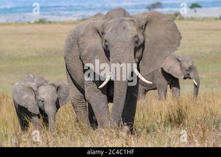 Elefante africano, Loxodonta africana, con vitello, Masai Mara, Kenya, Africa Foto Stock