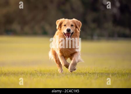 Un cane adulto Golden Retriever gioca e corre in un parco un campo aperto con erba verde Foto Stock