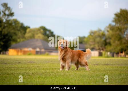 Golden Retriever Dog in piedi in un campo in un parco in attesa di lancio palla Foto Stock