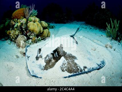 Stingray meridionale sepolto nella sabbia vicino alla barriera corallina Foto Stock