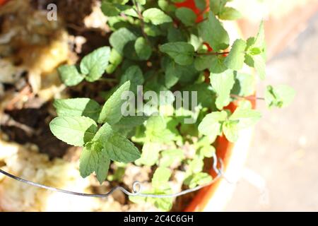 Primo piano di Mentha nel giardino, piante di guarito con foglie di geen, sole e ombra, tahe dal lato in su in giù Foto Stock