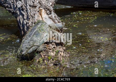 Tartaruga comune (Chelydra serpentina) crogiolarsi al sole di mattina su tronco parzialmente sommerso di Cottonwood, Castle Rock Colorado USA. Foto Stock