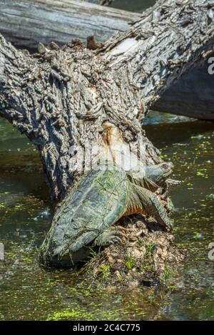 Tartaruga comune (Chelydra serpentina) crogiolarsi al sole di mattina su tronco parzialmente sommerso di Cottonwood, Castle Rock Colorado USA. Foto Stock