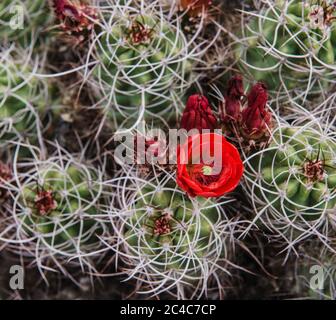 Fiore di cactus in fiore nel Joshua Tree National Park, California Foto Stock