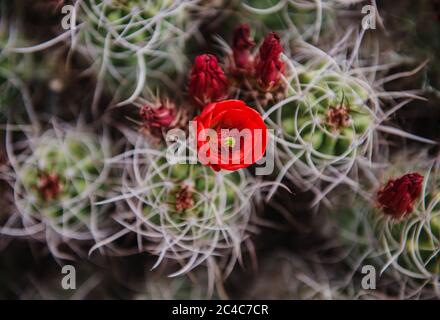 Fiore di cactus in fiore nel Joshua Tree National Park, California Foto Stock