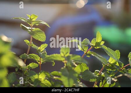 Primo piano di Mentha nel giardino, piante di guarito con foglie di geen, sole e ombra, tahe dal lato in su in giù Foto Stock