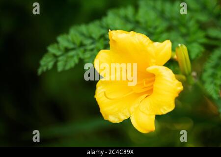 Un giglio giallo Stella d'Oro (Hemerocallis) che cresce in un giardino estivo. Foto Stock