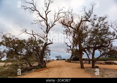 Accesso ai campi liberi del lago Bonney Barmera, nel Riverland South Australia, il 20 giugno 2020 Foto Stock