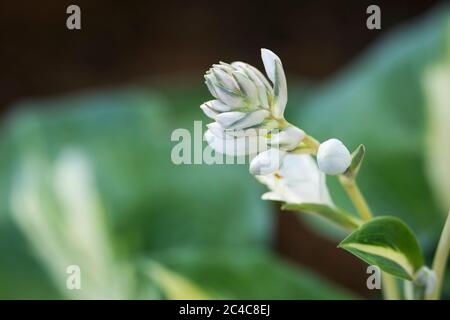 Hota Thunderbolt (H. sieboldiana elegans) con i suoi fiori bianchi che cominciano a germogliare e fiorire in un giardino estivo. Foto Stock