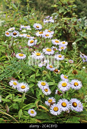 Un gruppo di minuscoli fiori margherita nella valle di Himalaya. Foto Stock
