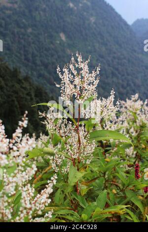 gruppo di fiori bianchi minuscoli nella valle Foto Stock