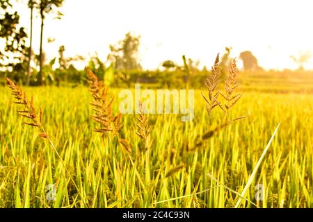 Semi di riso al pomeriggio, spazio libero per il testo, immagine HD e grande risoluzione. Può essere utilizzato come sfondo Foto Stock