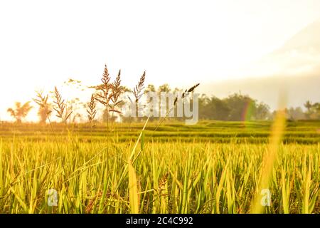 Semi di riso al pomeriggio, spazio libero per il testo, immagine HD e grande risoluzione. Può essere utilizzato come sfondo Foto Stock