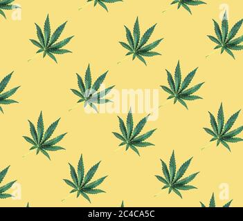 Schema di foglie verdi di cannabis su sfondo giallo. Foto Stock