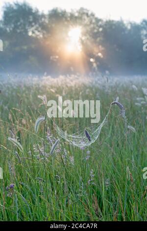 Ragnatela in un campo di erba di coda di foxtail di Meadow nella luce del sole di mattina presto. Oxfordshire, Inghilterra Foto Stock