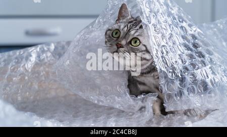 Tabby Cat britannico shorthair argentato che gioca con la pellicola di bolla Foto Stock