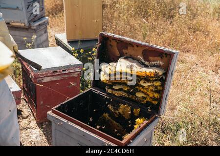Primo piano di un nido d'ape naturale pieno di api. Concetto di apicoltura. Foto Stock