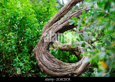 Tronchi tortuosi di alberi di Leptospermum laevigatum nel Golden Gate Park di San Francisco, California; arti intrecciate e gnarled dell'albero del tè australiano. Foto Stock
