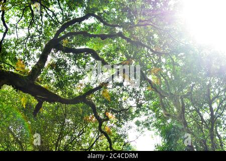 Cornice naturale di alberi della giungla con piante tropicali fogliame foresta pluviale (Monstera, felce nido d'uccello, pothos dorata e orchidea foresta) che crescono in è selvatico Foto Stock