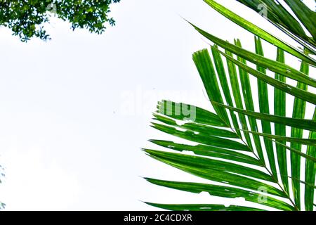 Cornice naturale di alberi della giungla con piante tropicali fogliame foresta pluviale (Monstera, felce nido d'uccello, pothos dorata e orchidea foresta) che crescono in è selvatico Foto Stock