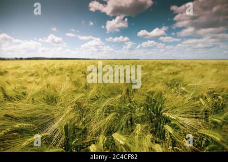 Dettagli con piante di grano giovani su un campo. Foto Stock