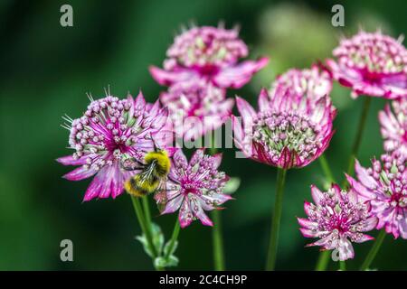 Bumblebee su Great Masterwort Astrantia Major 'Rubra' Astrantia Rubra Foto Stock