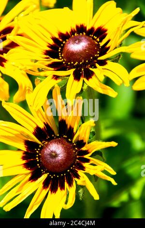 Closeup di un grappolo di girasoli in fiore (Helianthus annuus) che cresce in un giardino con foglie verdi sullo sfondo. Foto Stock