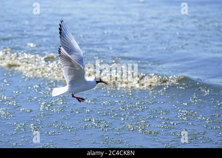 Un gabbiano gabbiano gonfio basso sul mare. Sembrava un rottame galleggiante di giornale contro la schiuma di mare Foto Stock