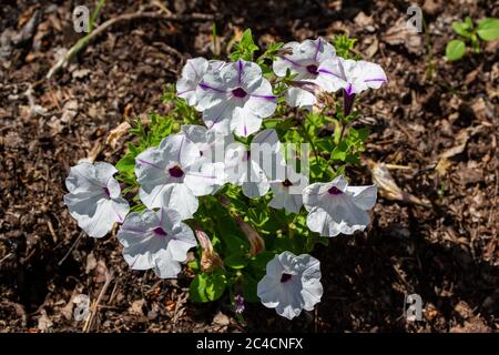 Primo piano vista di bianco luminoso con petunia a strisce viola, fiorente in un giardino ornamentale all'aperto in una giornata di sole Foto Stock