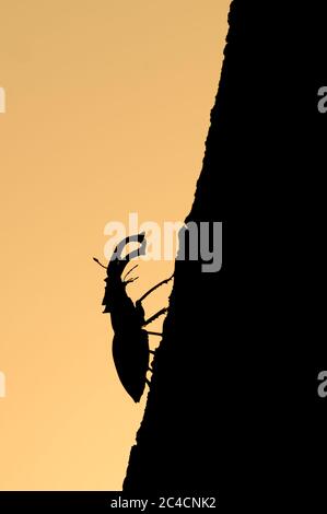 Foggia del barile di cervo di lucanus sul tronco di una quercia contro un cielo di tramonto Foto Stock