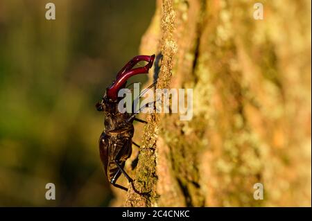 Il barile di cervo di Lucanus in luce calda della sera con le sue grandi mascelle rosse, assomiglia alle formiche di uno stag Foto Stock