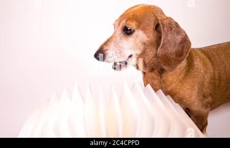 Un cucciolo in miniatura Dachshund seduto accanto a un libro illuminato. Foto Stock